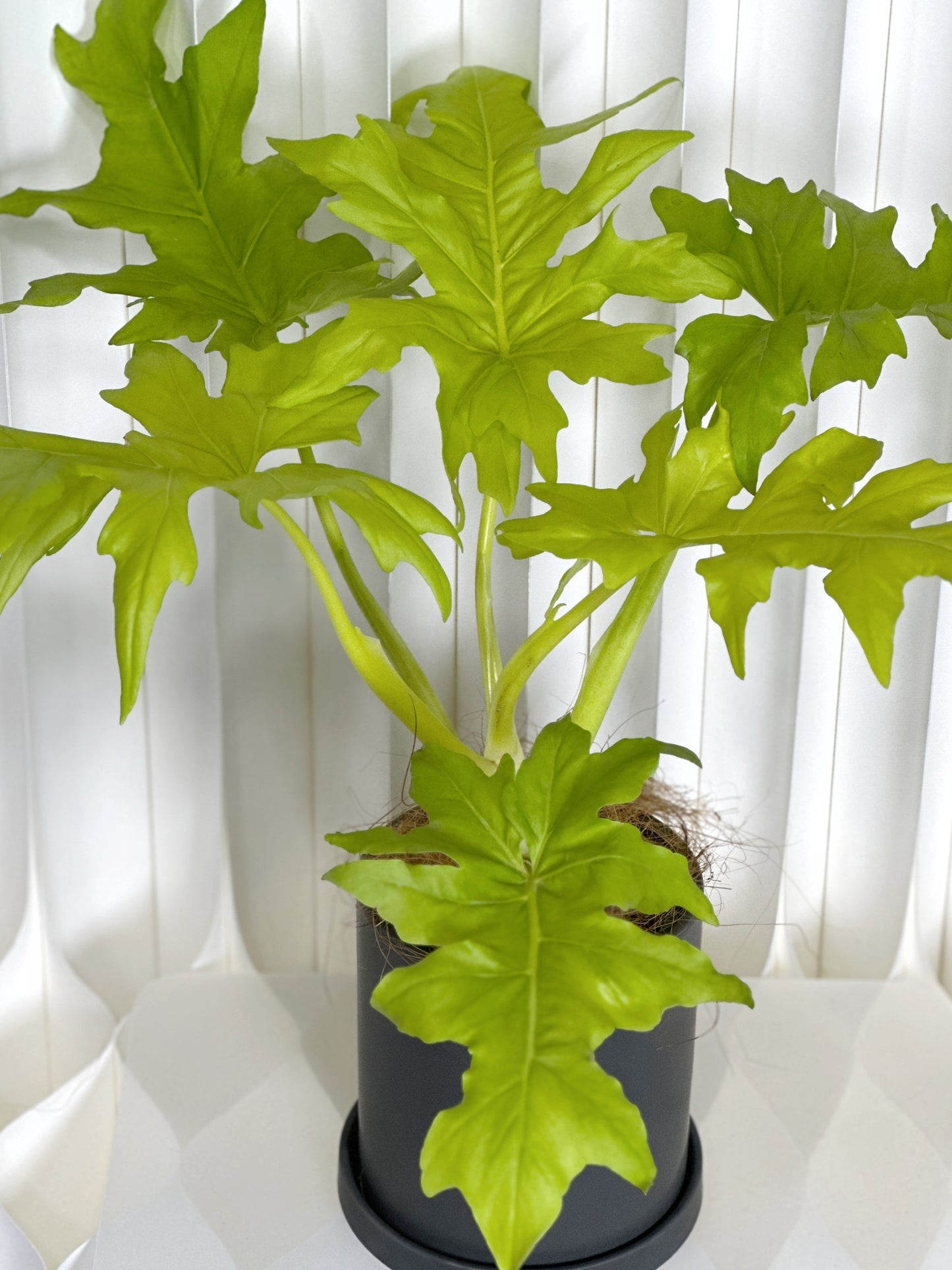 黃金春羽|Philodendron warscewiczii ‘Aurea Flavum’