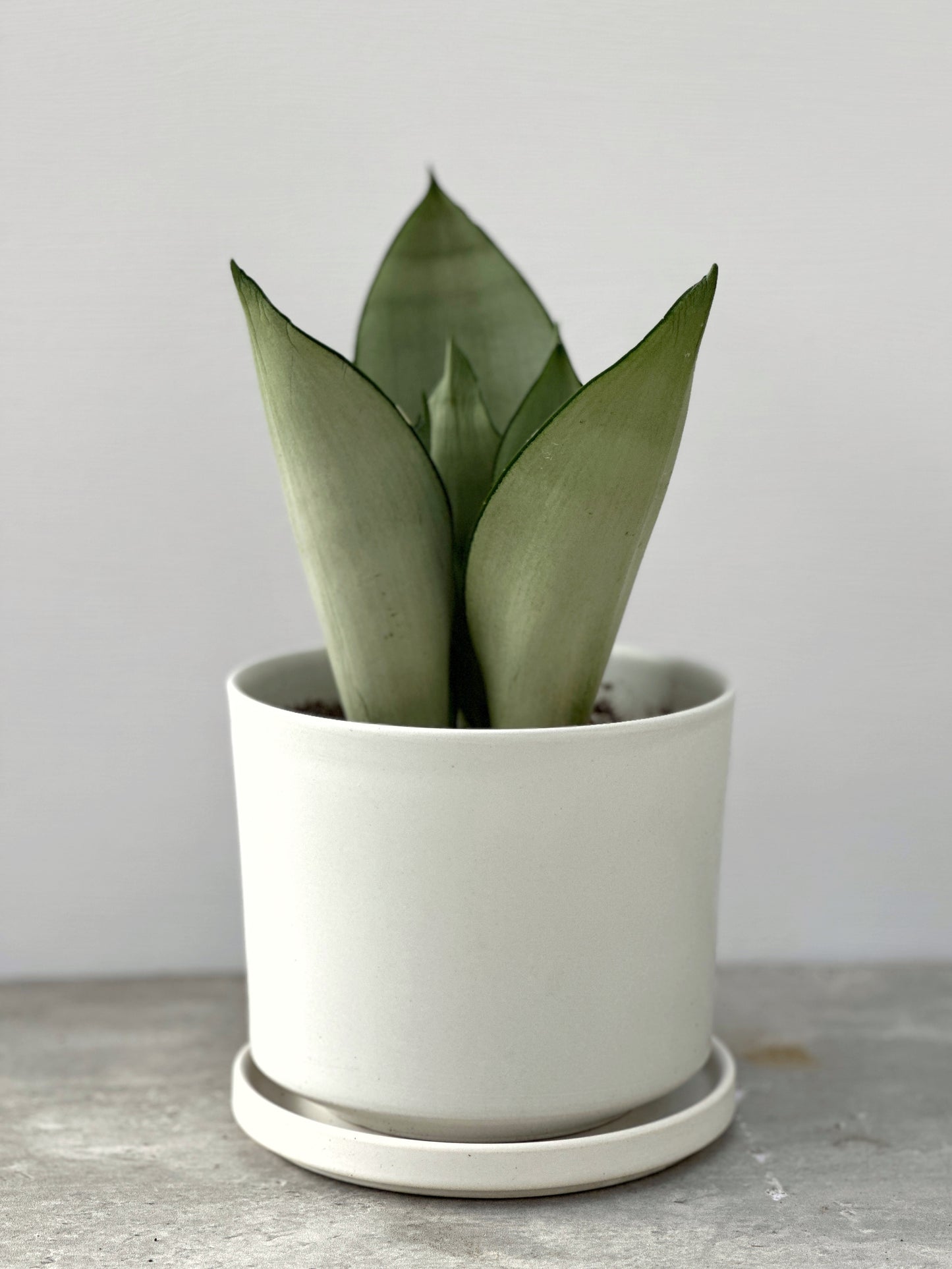 白玉虎尾蘭 | Sansevieria 'Silver Queen'
