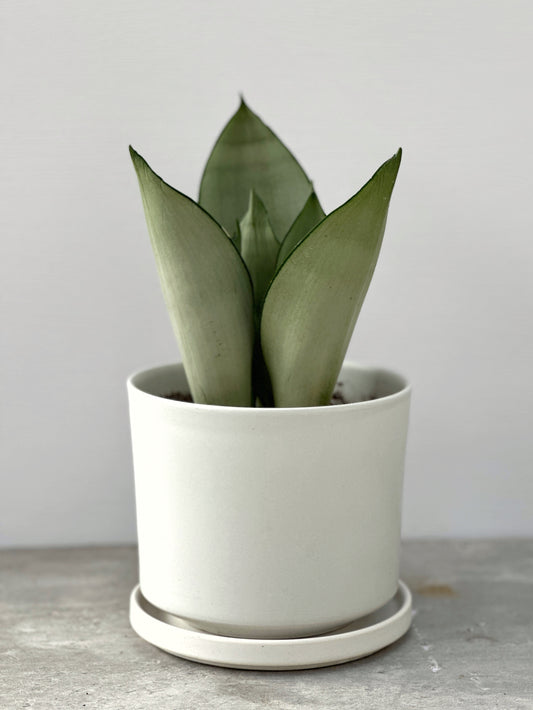 白玉虎尾蘭 | Sansevieria 'Silver Queen'