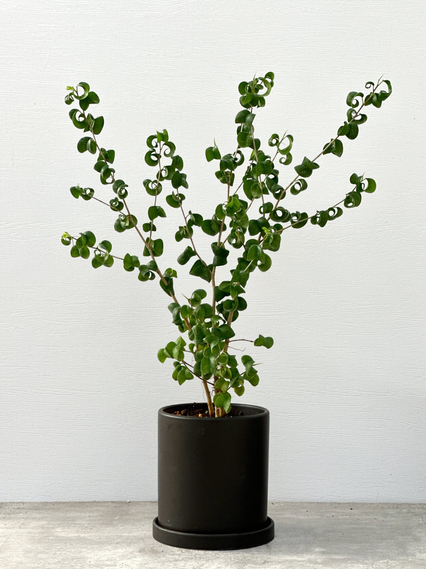 捲葉榕|Ficus Benjamina Barok