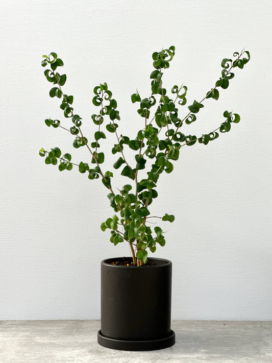 捲葉榕|Ficus Benjamina Barok