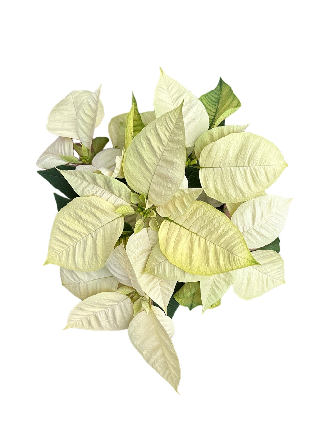 聖誕花|Poinsettia