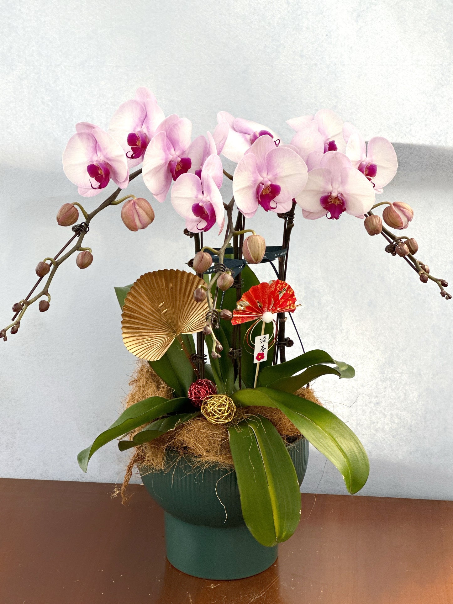 蝴蝶蘭組盆(預購)
