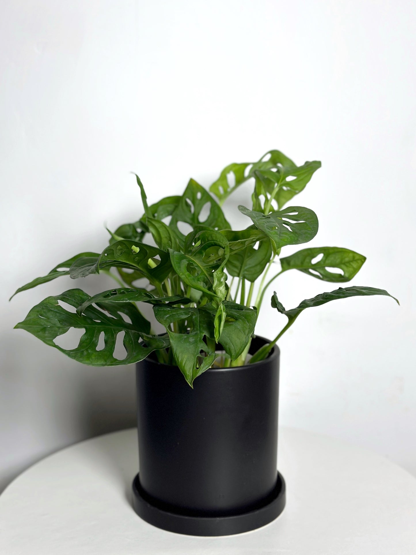 仙洞龜背 | Monstera Adansonii