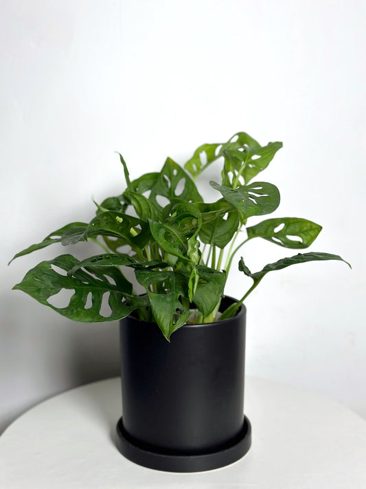仙洞龜背 | Monstera Adansonii