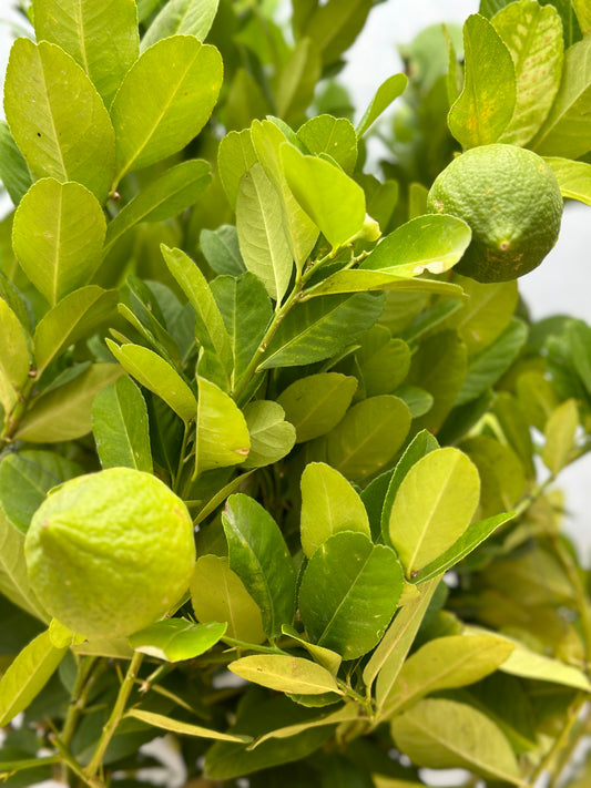 香水檸檬樹(矮身)| Lemon Tree