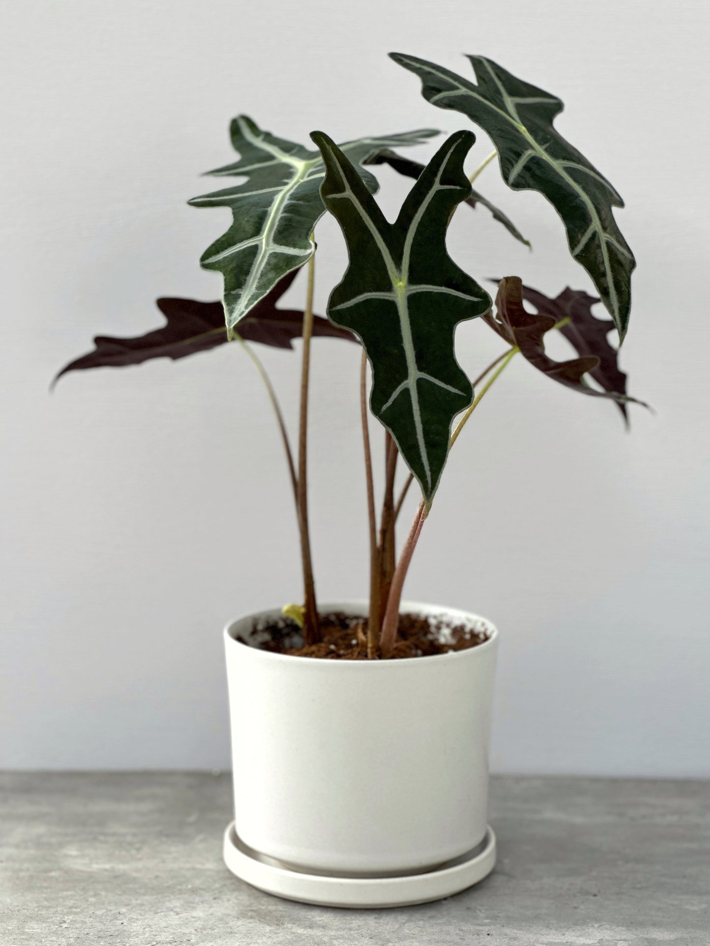 諾比觀音蓮 | Alocasia nobilis