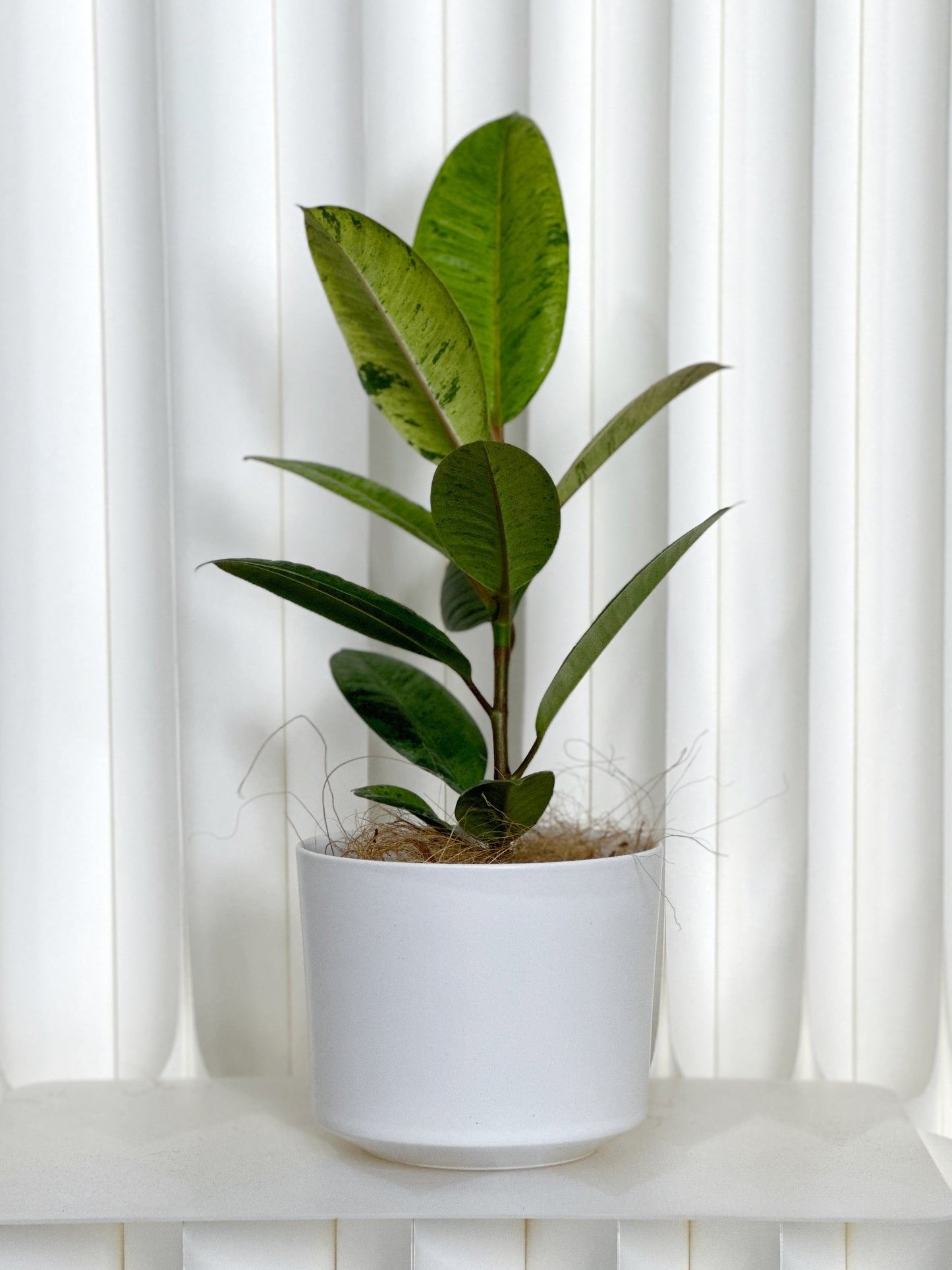 雀斑小姐橡皮樹|Ficus elastica ‘Shivereana’