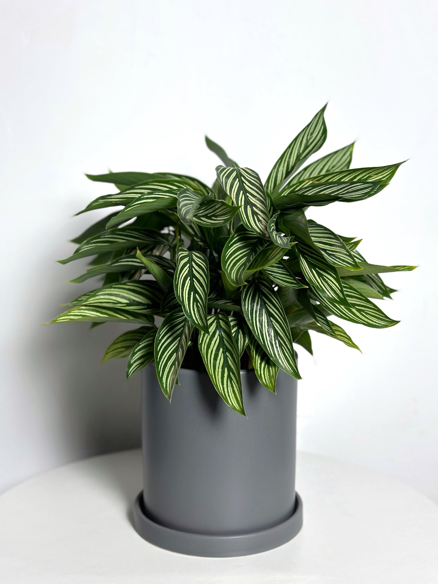 清紋竹芋 | Calathea elliptica ' Vittata '