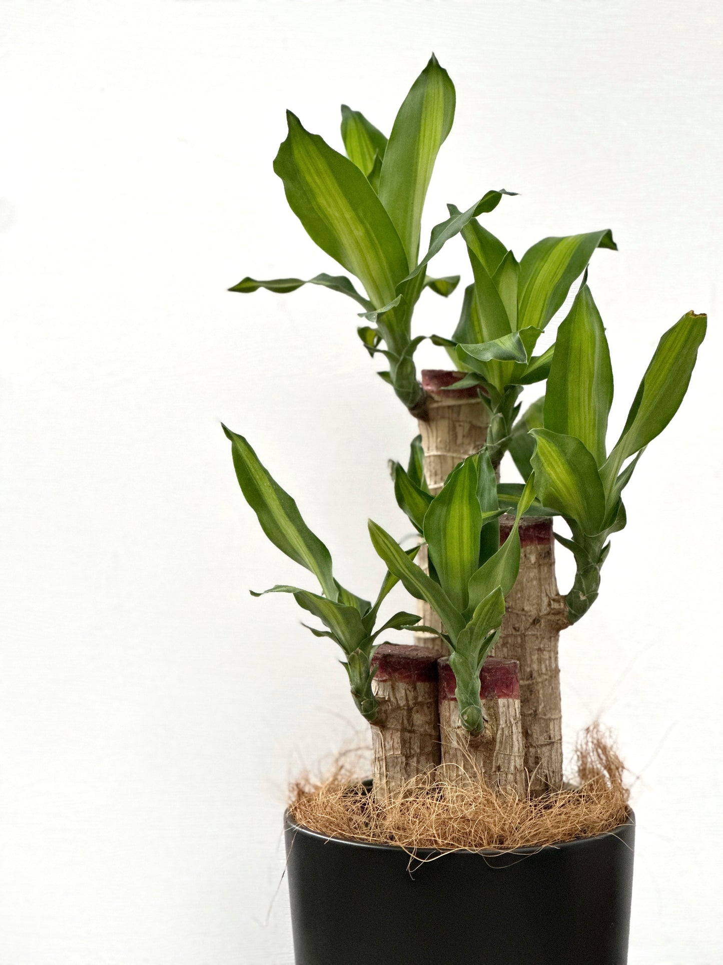 巴西鐵樹 | Dracaena fragrans (中型)