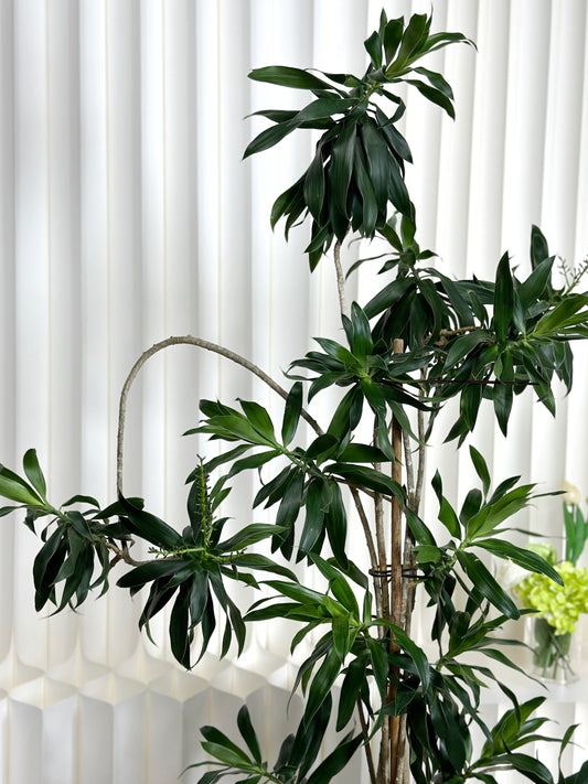 造型百合竹|Styled Dracaena Reflexa
