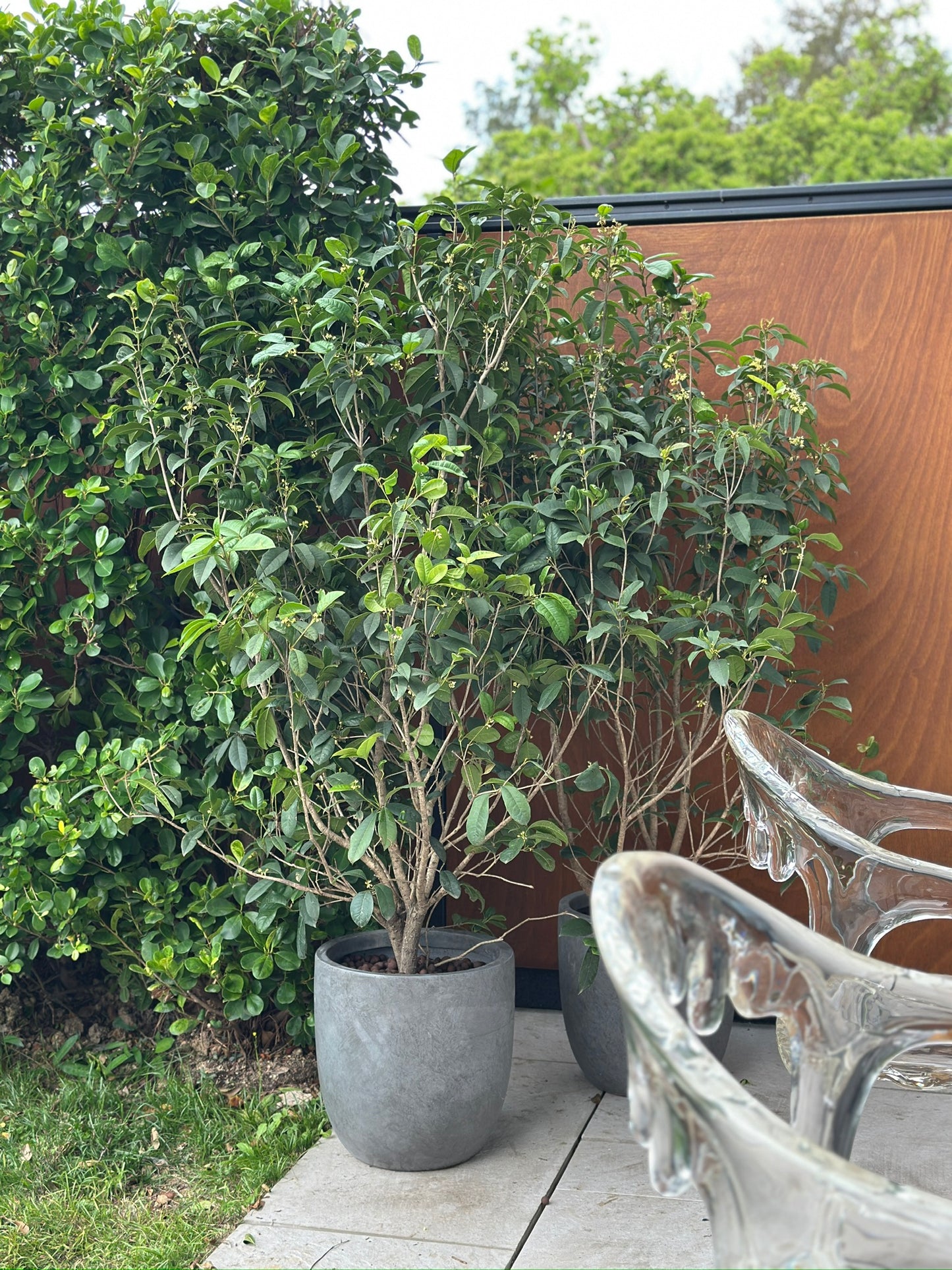 四季桂|Osmanthus
