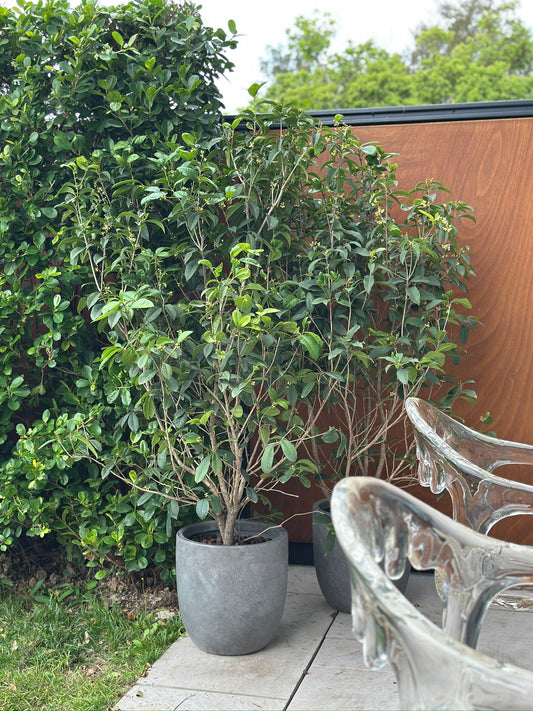 四季桂|Osmanthus