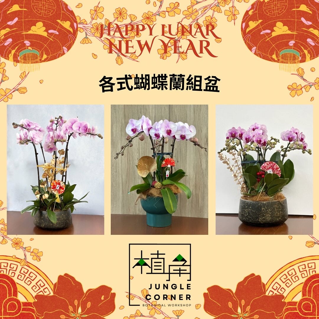 蝴蝶蘭組盆(預購)
