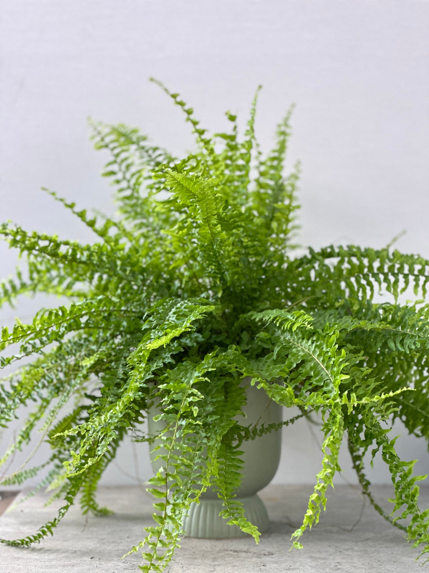 波士頓蕨 | Nephrolepis exaltata