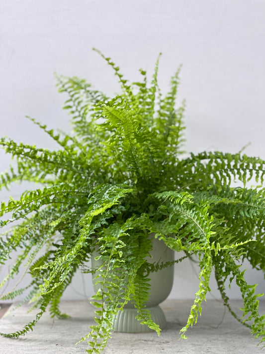波士頓蕨 | Nephrolepis exaltata