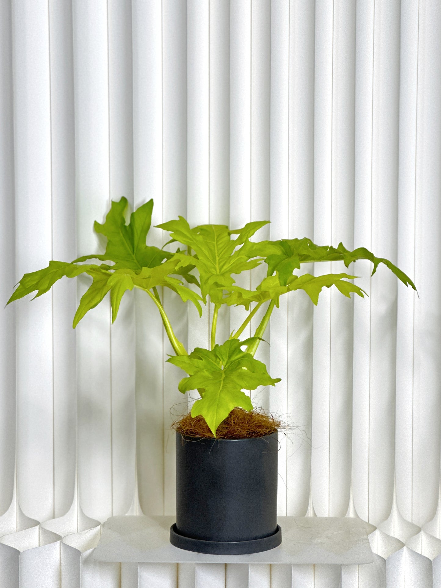 黃金春羽|Philodendron warscewiczii ‘Aurea Flavum’