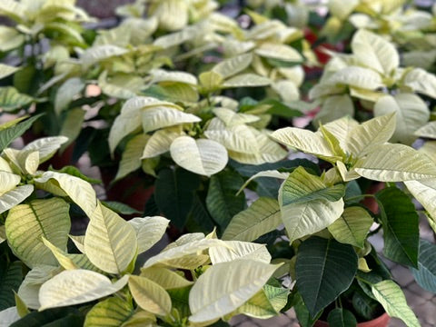 聖誕花|Poinsettia