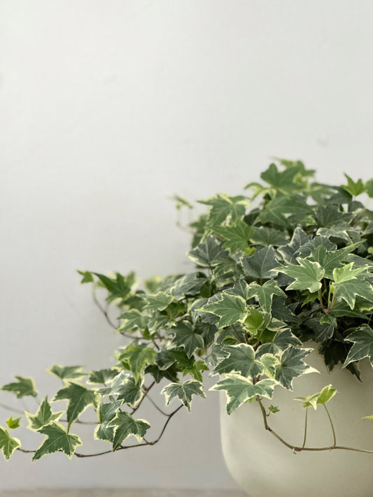 花葉常春藤 |  Hedera helix