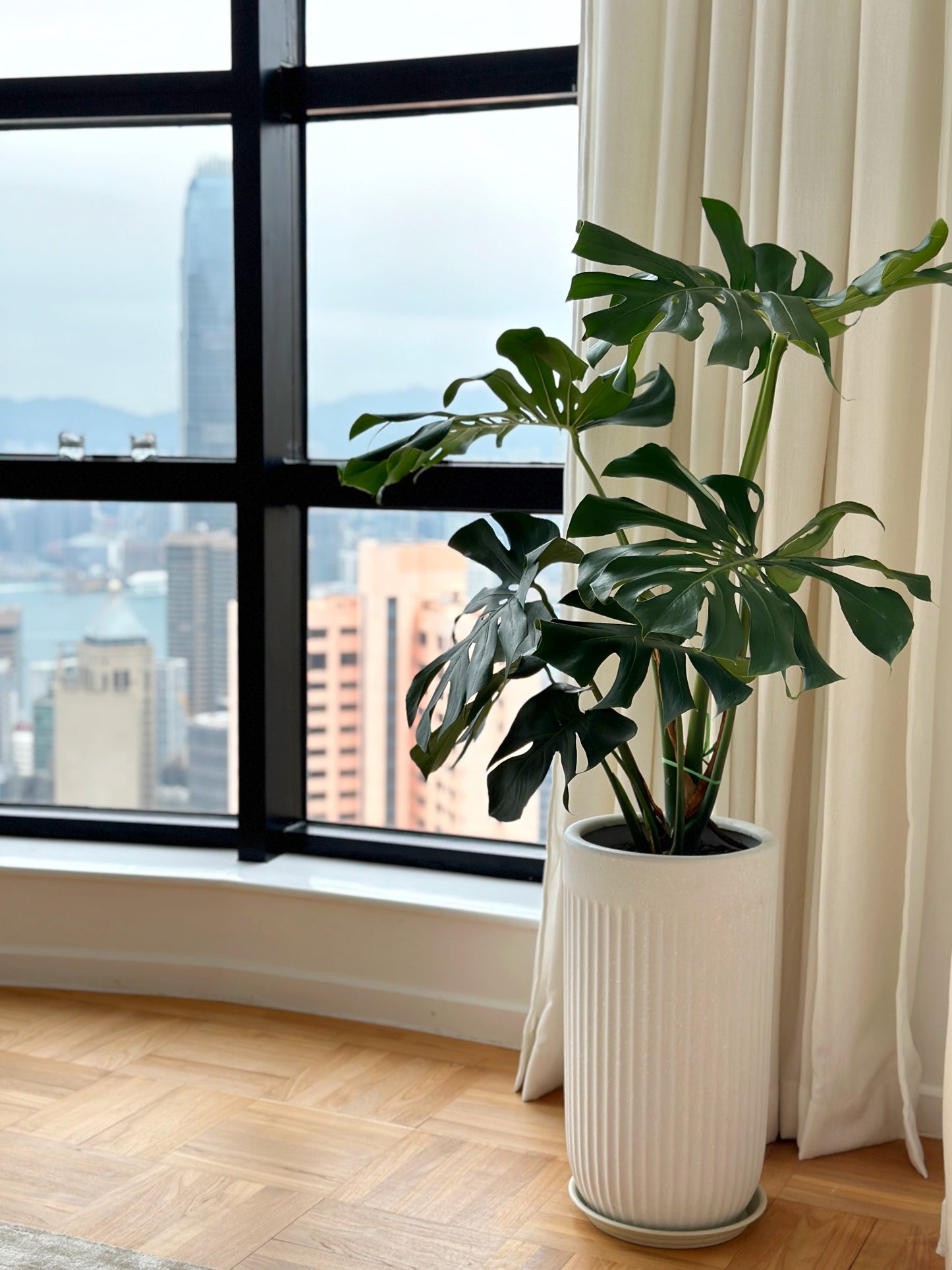 老樁龜背竹|Monstera Deliciosa
