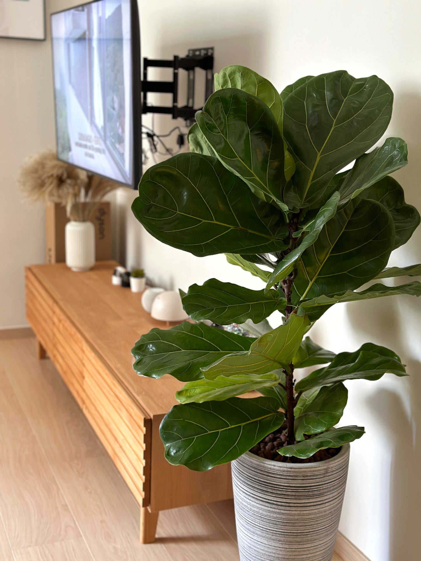 琴葉榕(中型) | Fiddle Leaf Fig