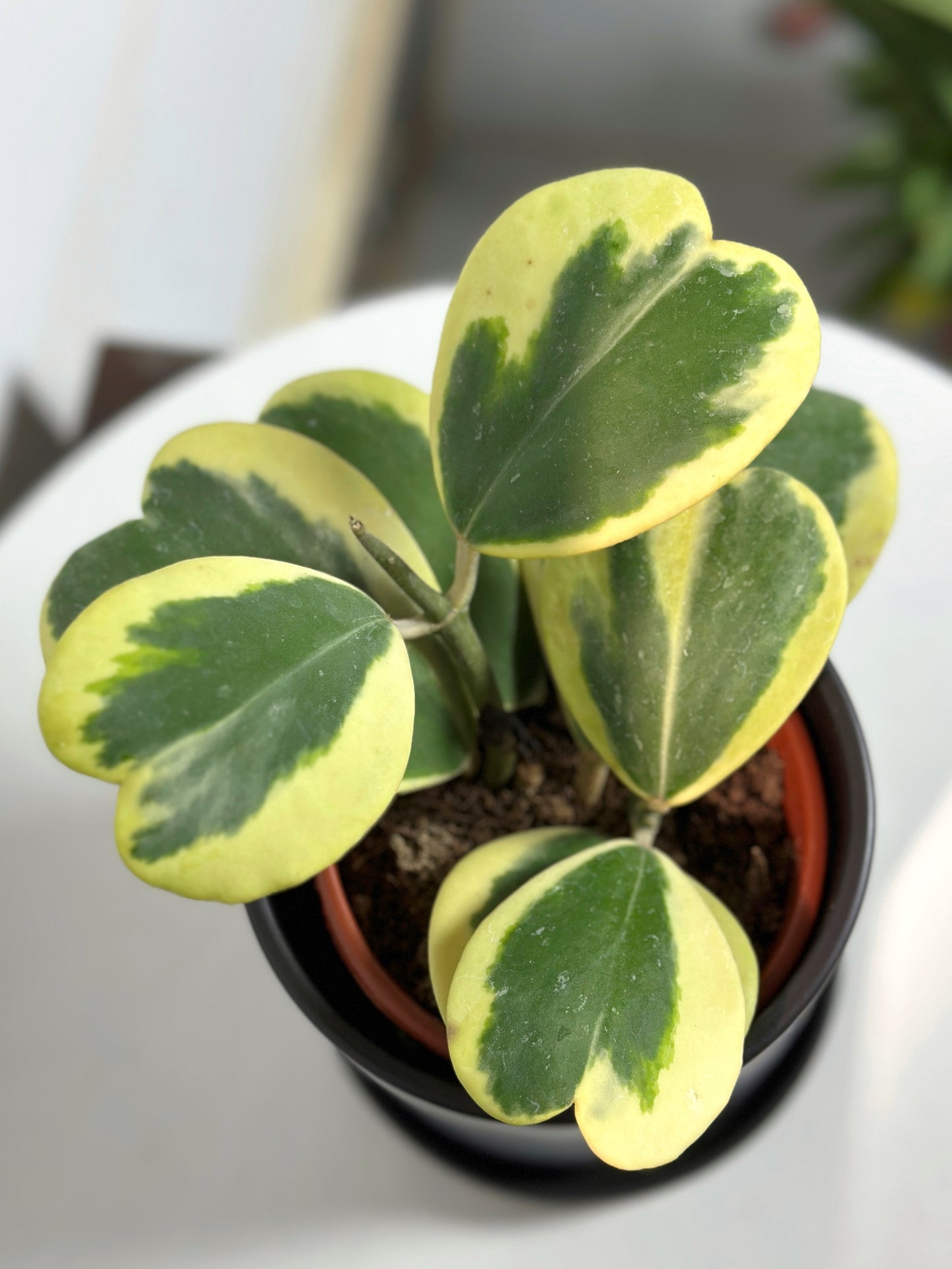心葉球蘭 | Hoya cordata