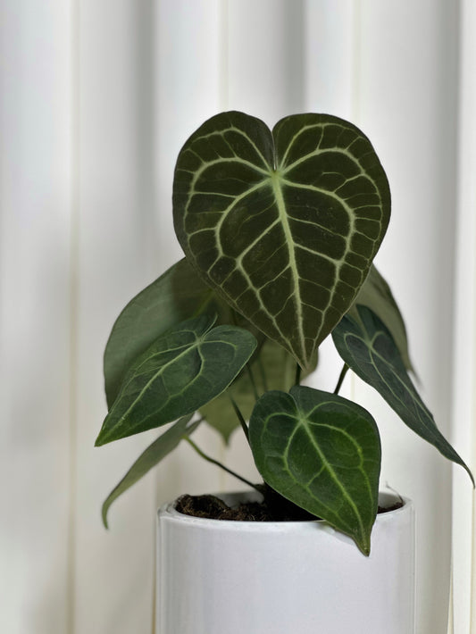 圓葉花燭|Anthurium Clarinervium