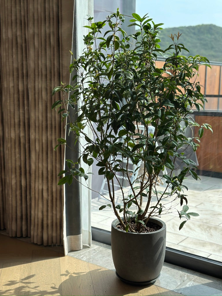 四季桂|Osmanthus