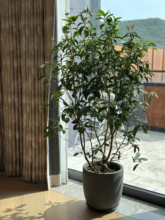 四季桂|Osmanthus