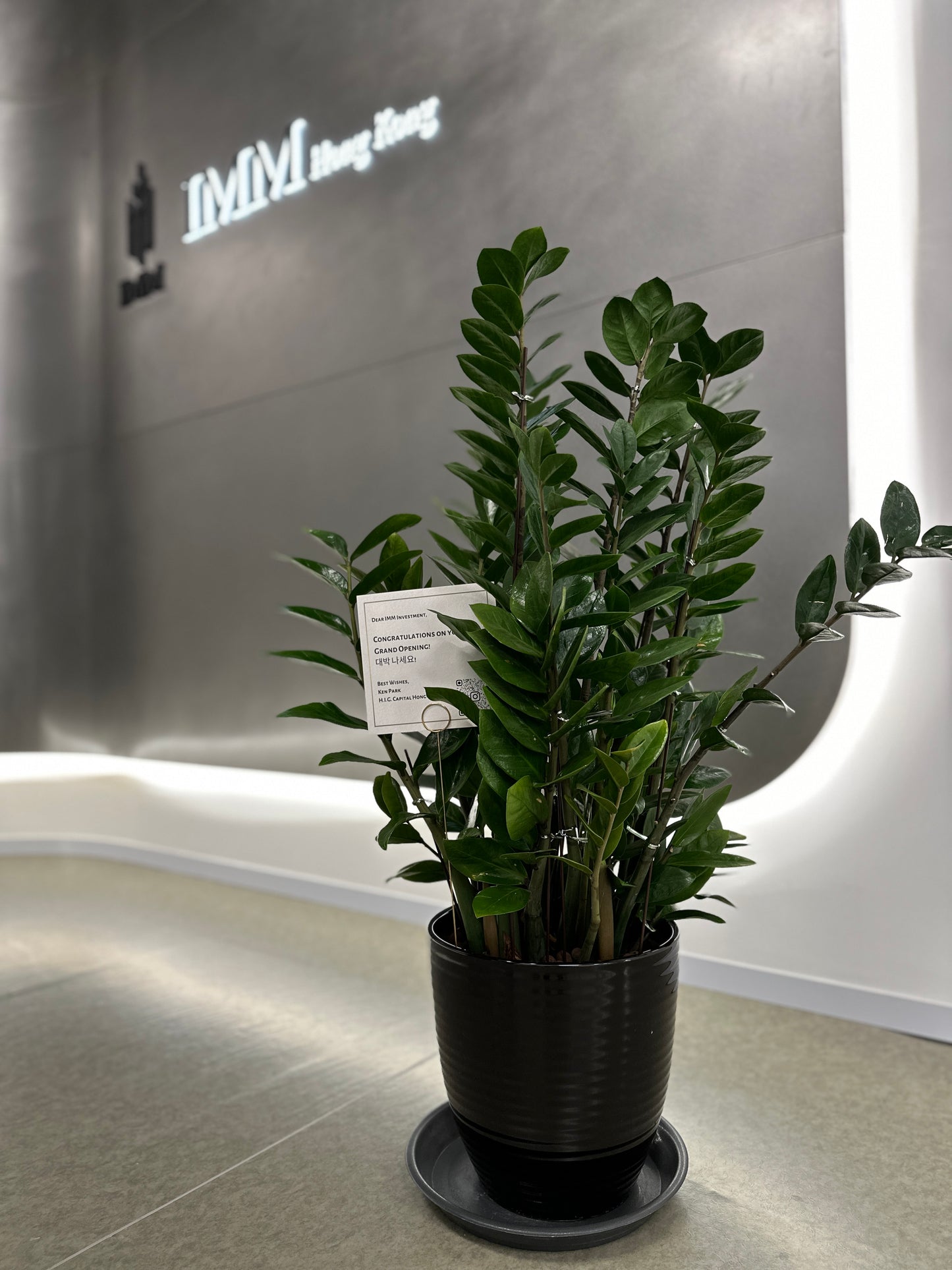 金錢樹 | Zamioculcas Zamiifolia (ZZ Plant)