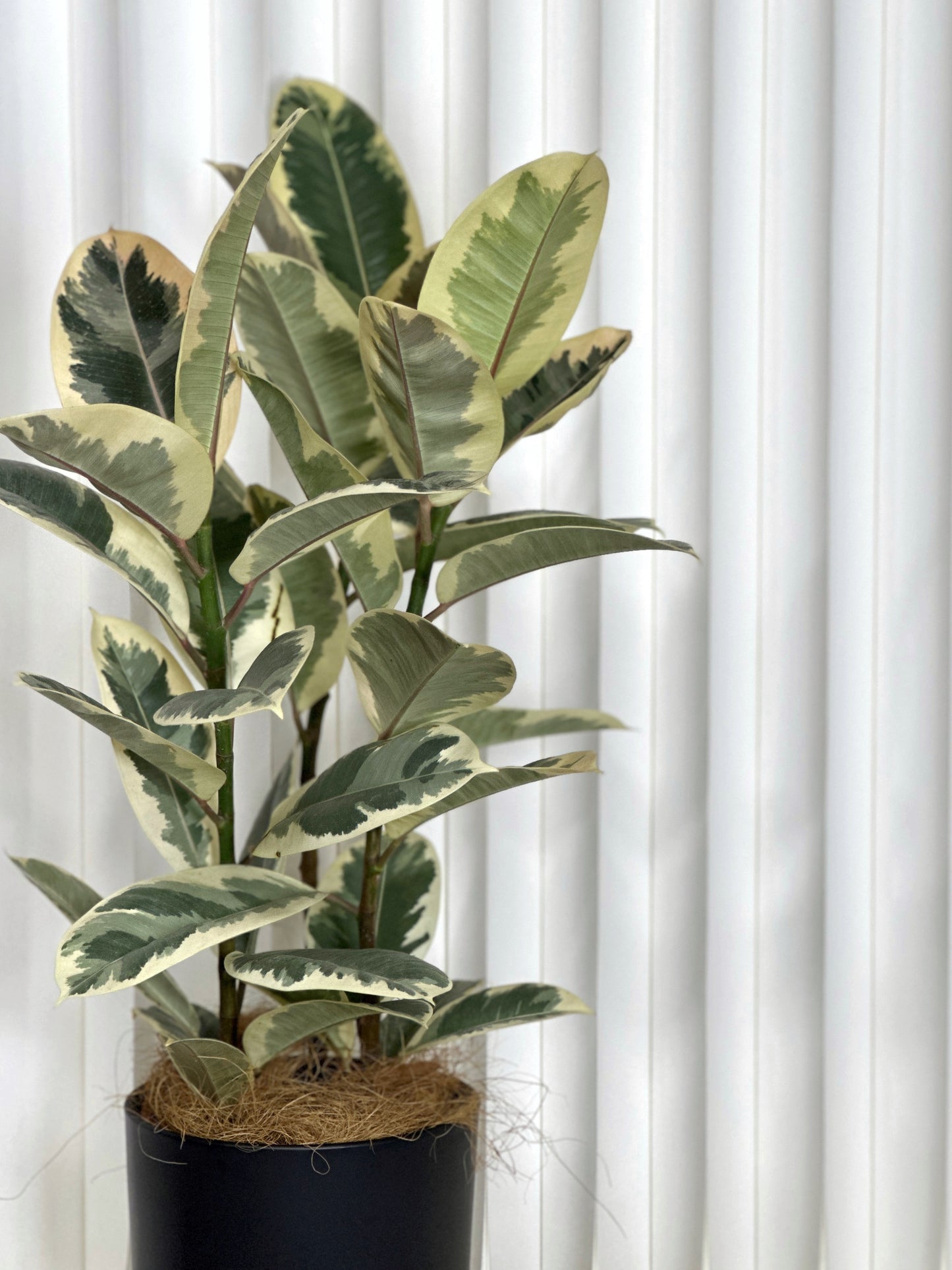 斑葉橡皮樹(中型)|Ficus Elastica Variegata