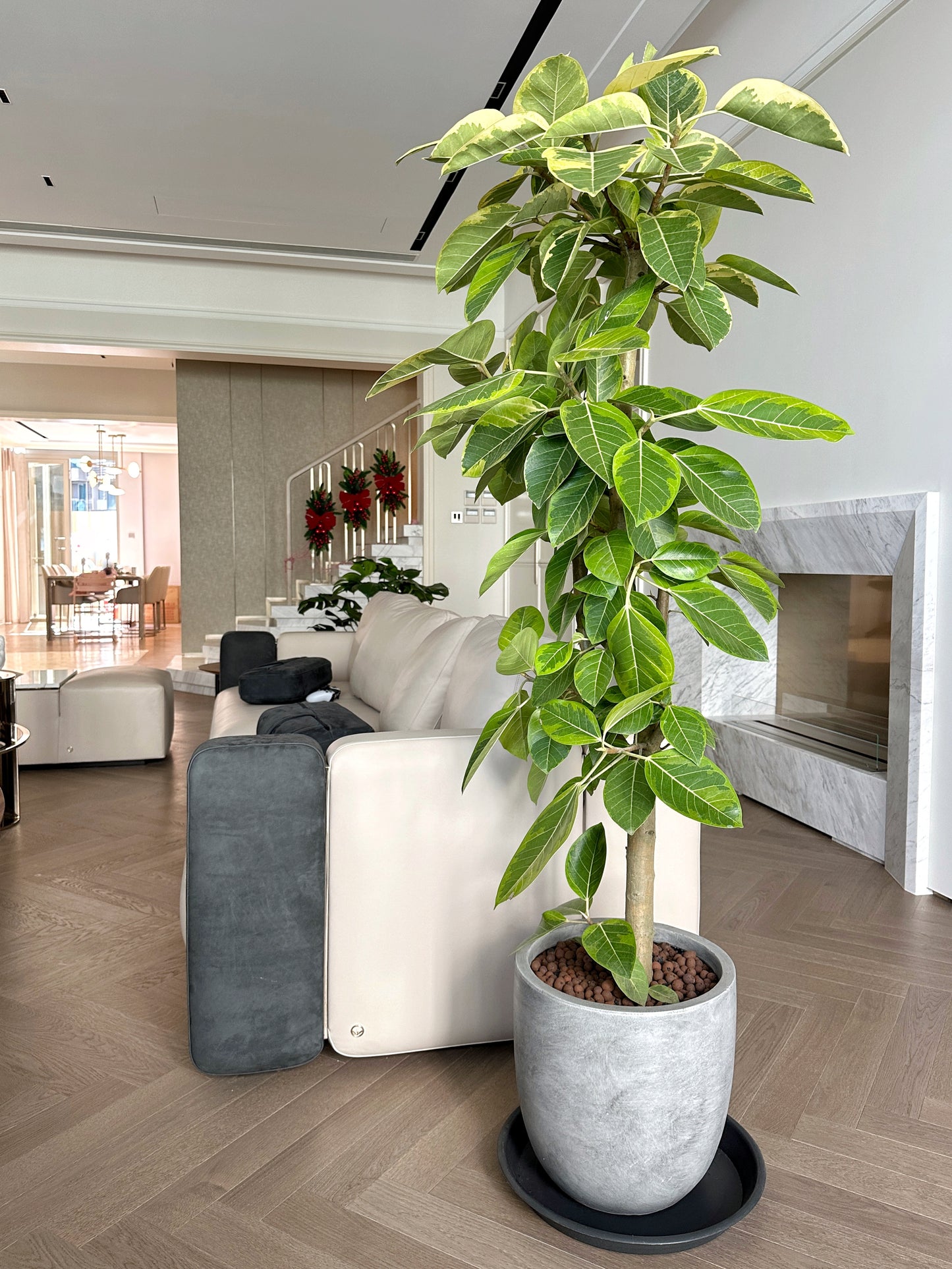 斑葉高山榕(富貴榕) | Ficus Benghalensis Variegata