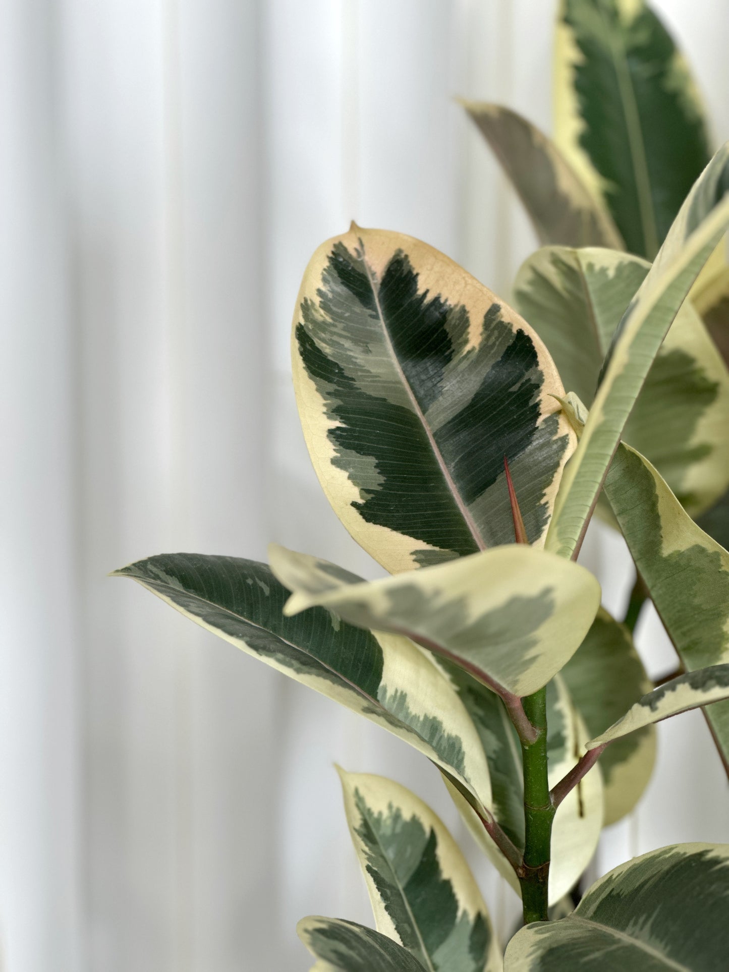 斑葉橡皮樹(中型)|Ficus Elastica Variegata