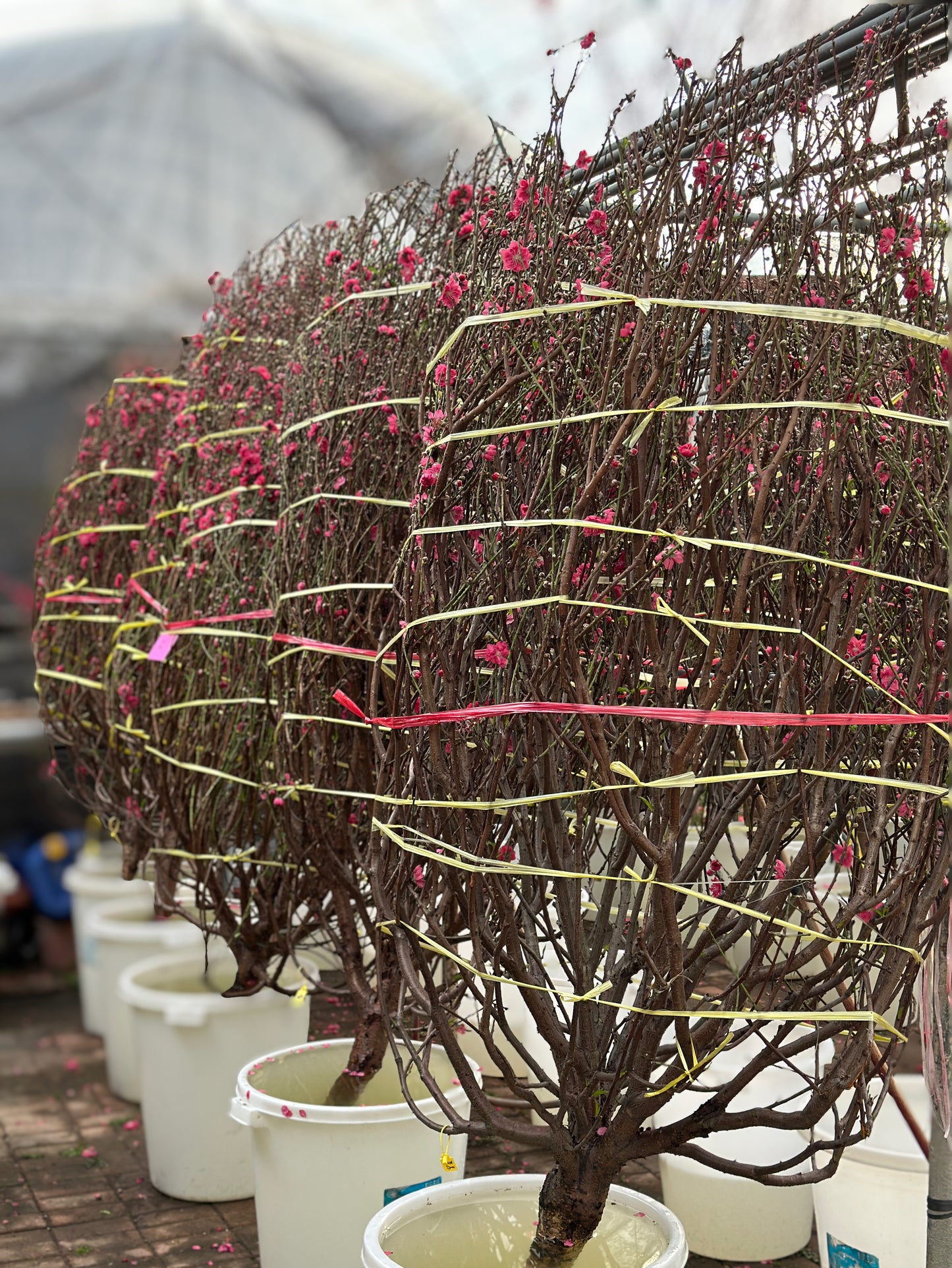 賀年桃花(預購)