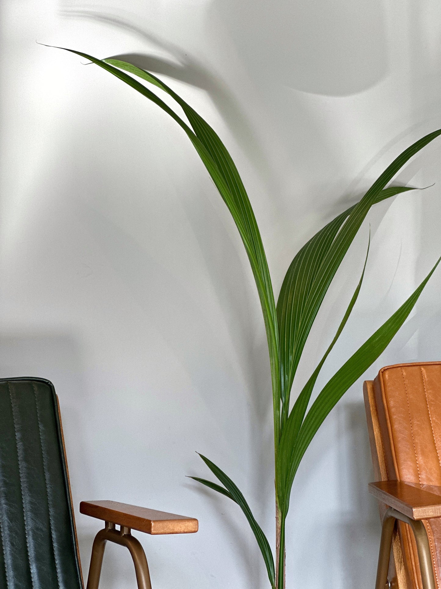 荷蘭椰子樹|Coconut Palm Tree