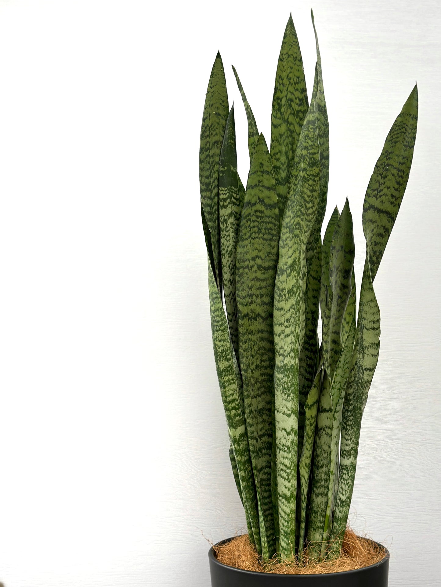 綠葉虎尾蘭(中型) | Sansevieria trifasciata(Green)