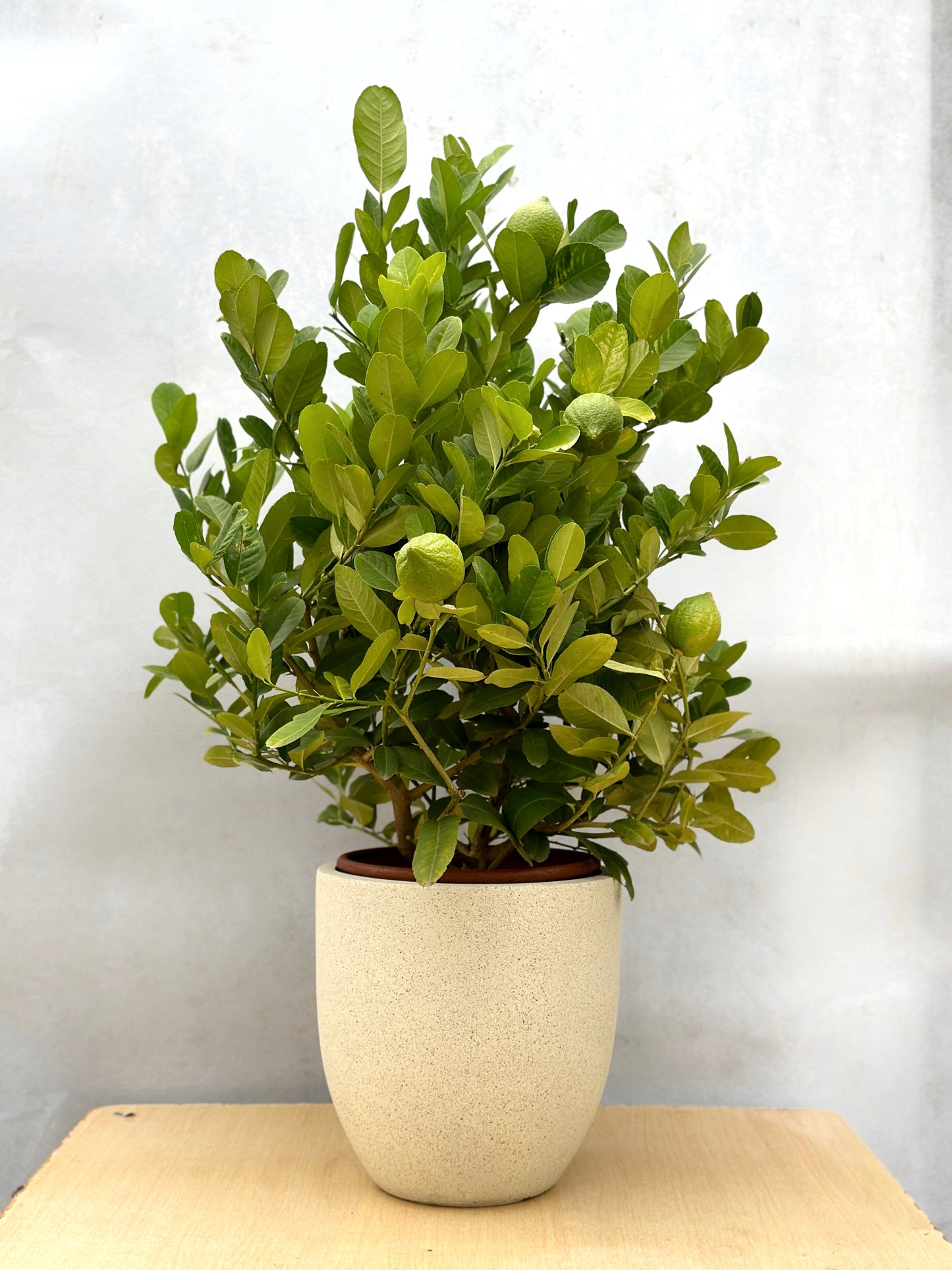 香水檸檬樹(矮身)| Lemon Tree