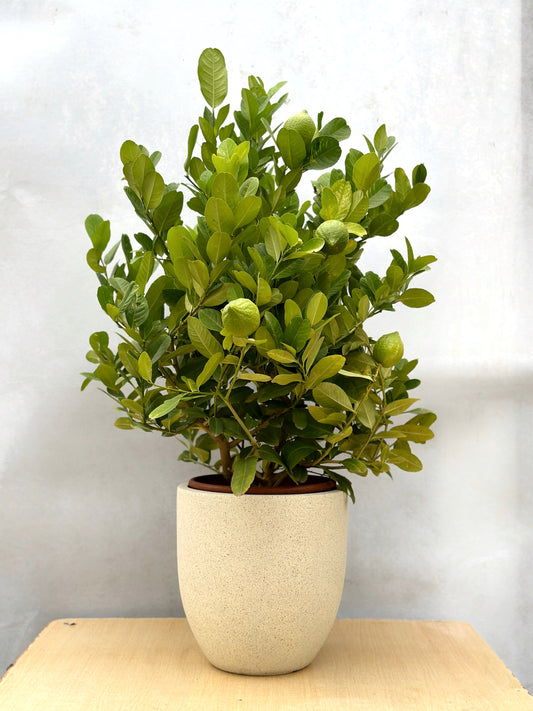 香水檸檬樹(矮身)| Lemon Tree