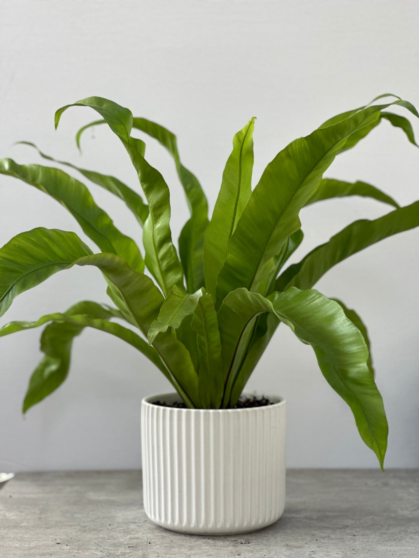 鳥巢蕨 | Bird’s Nest Fern