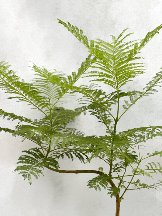 藍花楹 | Jacaranda mimosifolia