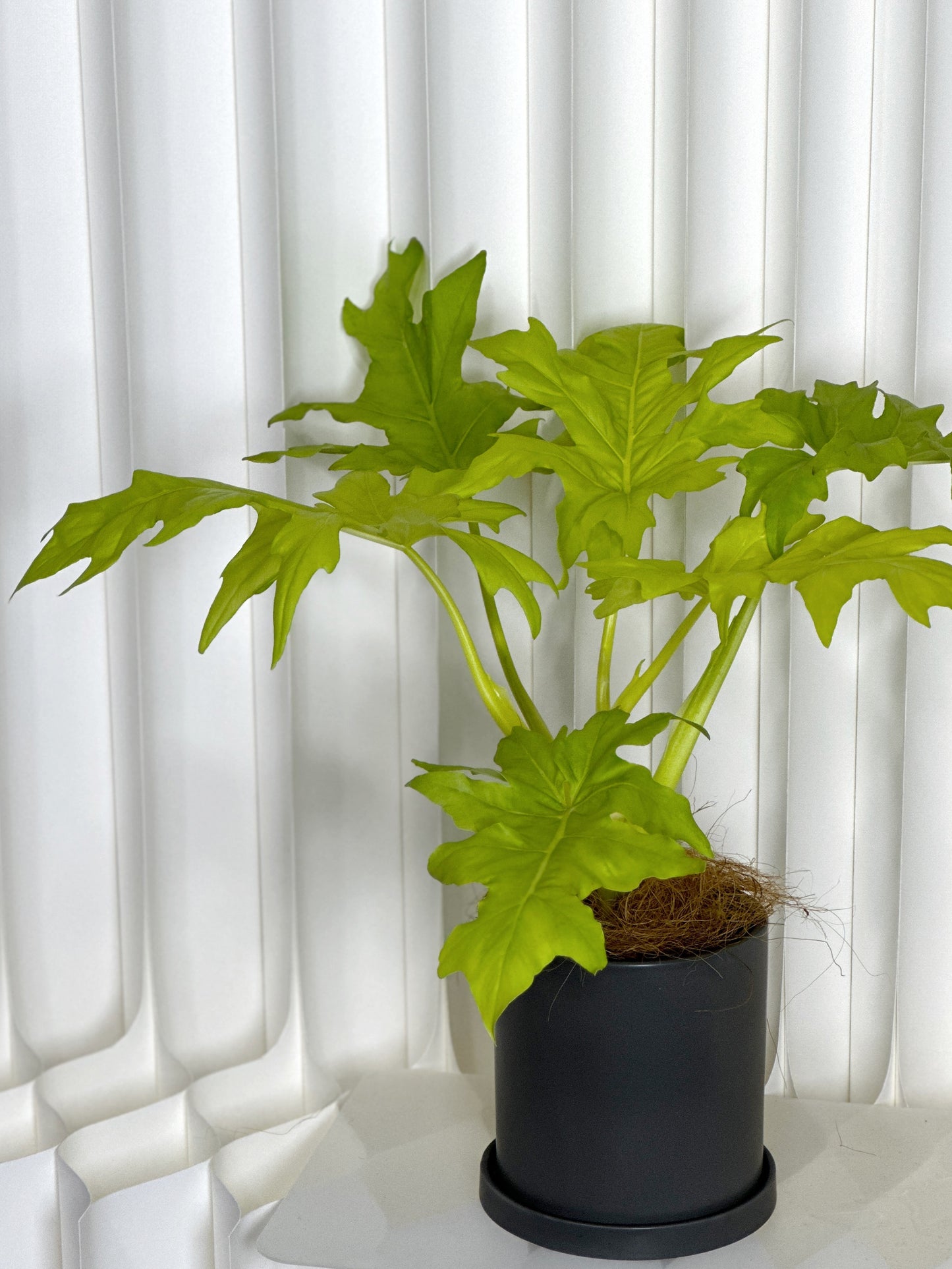 黃金春羽|Philodendron warscewiczii ‘Aurea Flavum’