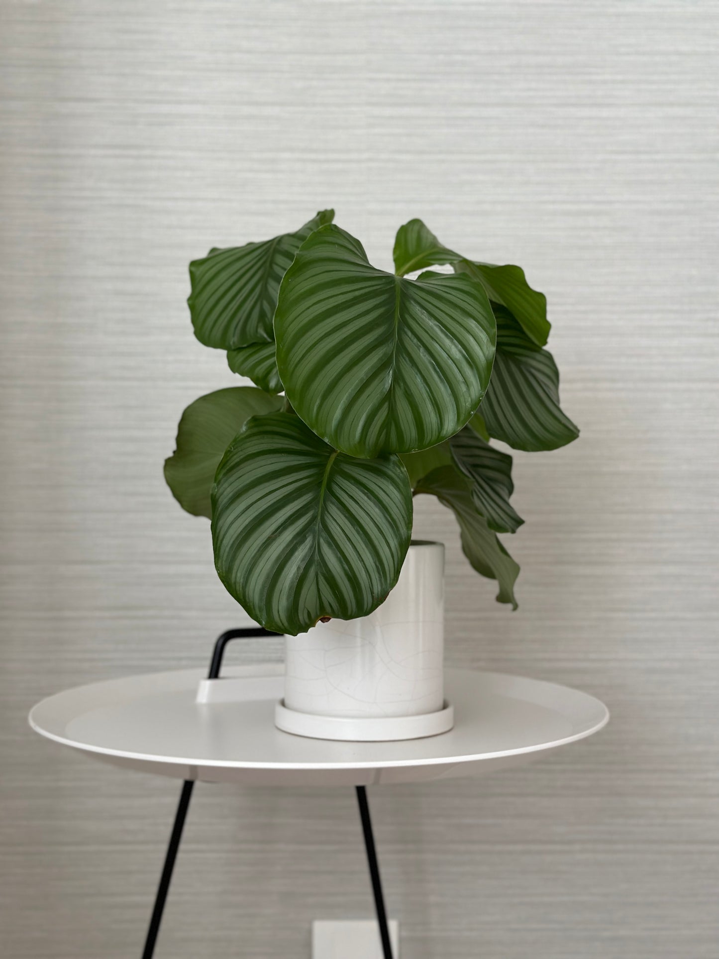 青蘋果竹芋 | Calathea orbifolia
