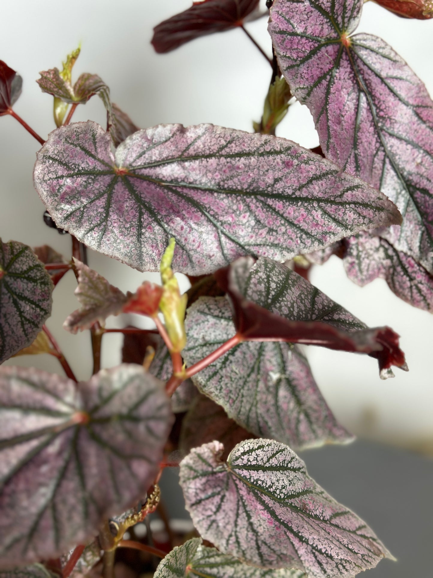 莫里斯秋海棠 | Begonia 'Maurice Amey'