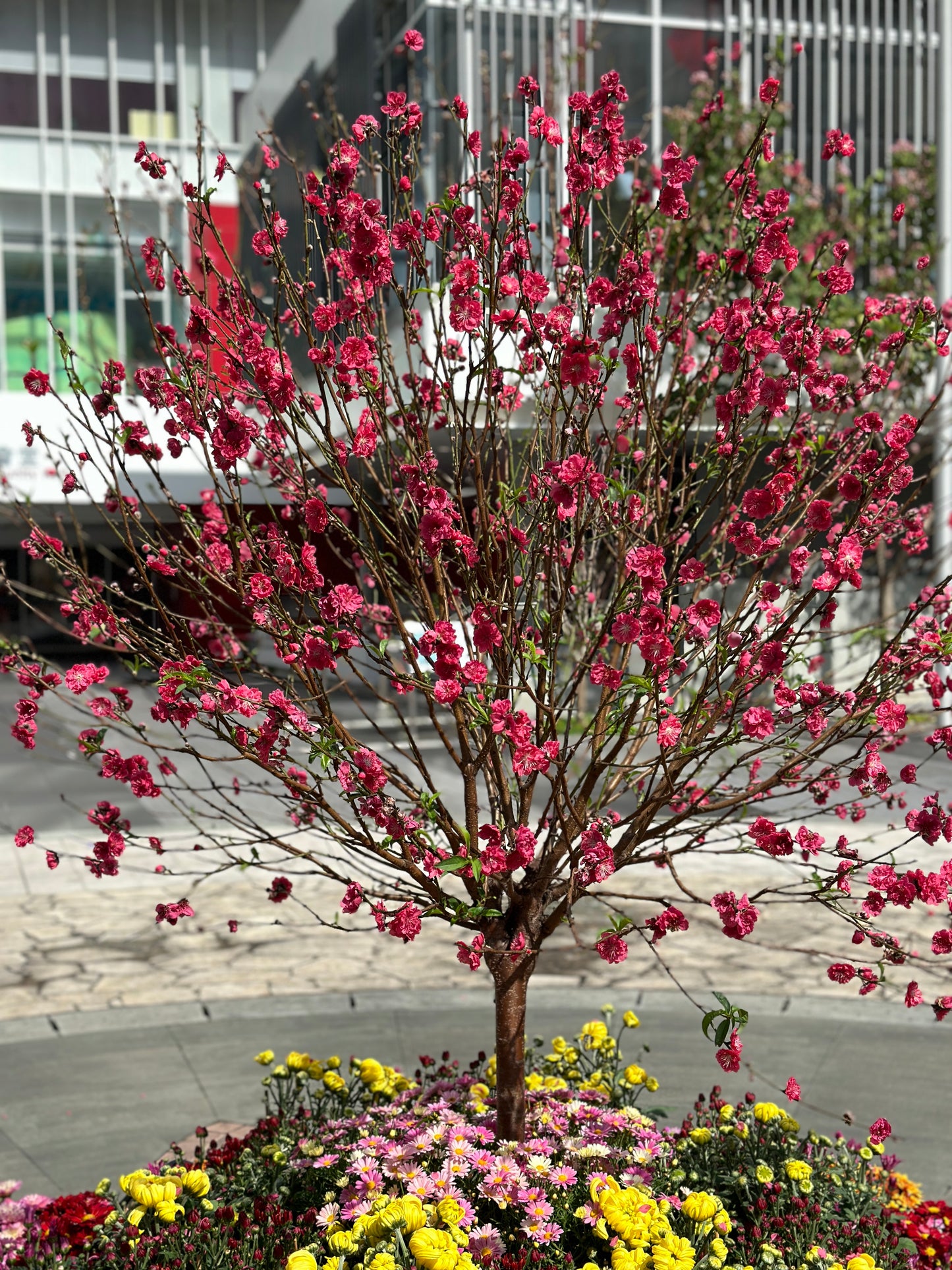 賀年桃花(預購)