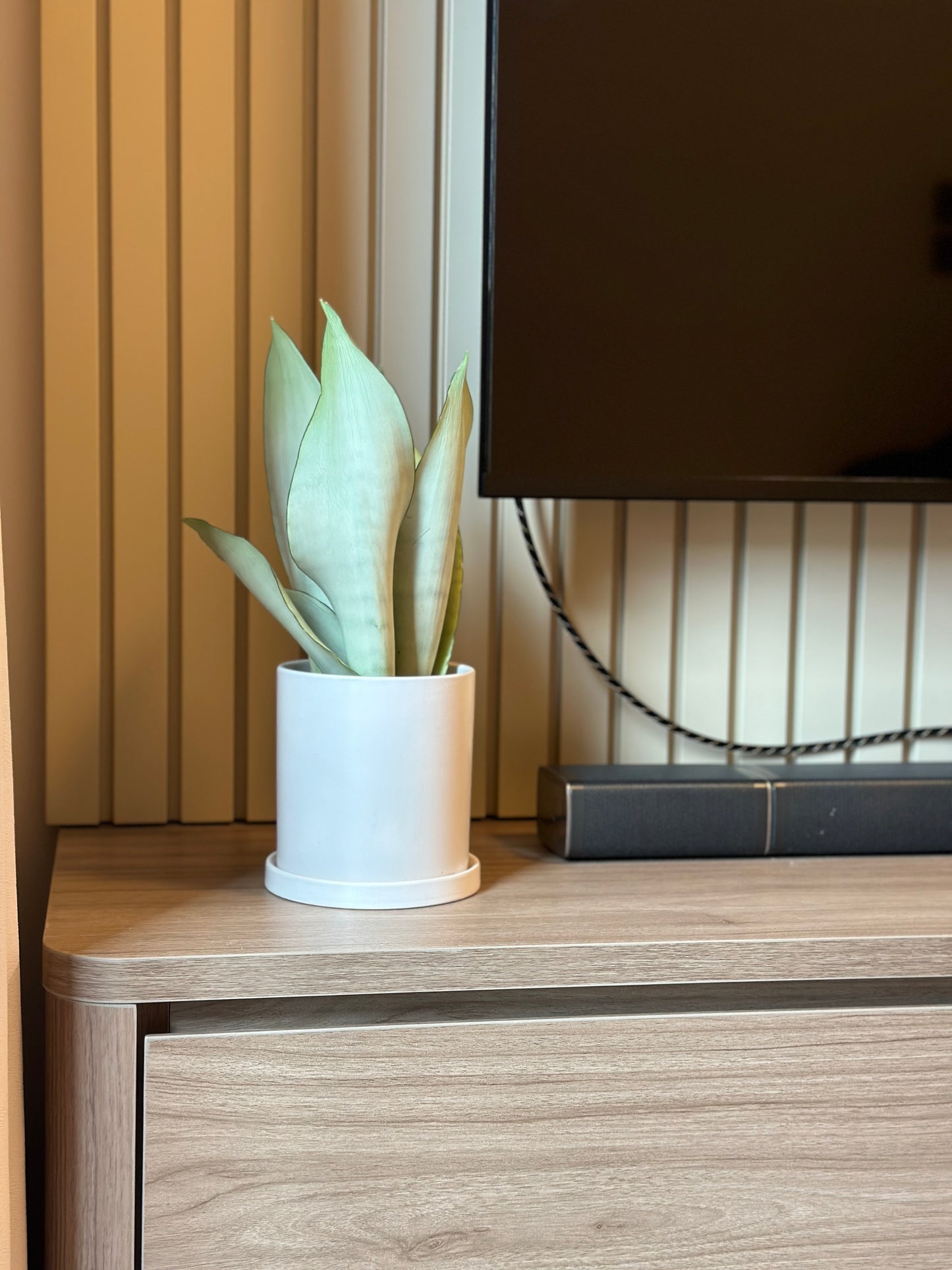 白玉虎尾蘭 | Sansevieria 'Silver Queen'