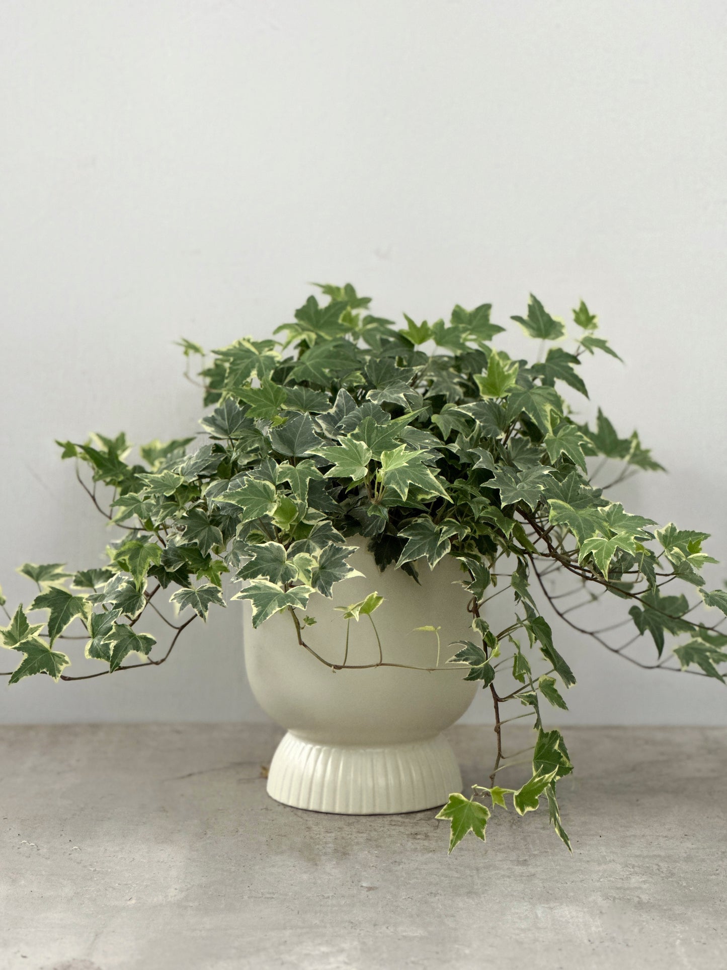 Mosaic ivy | Hedera helix