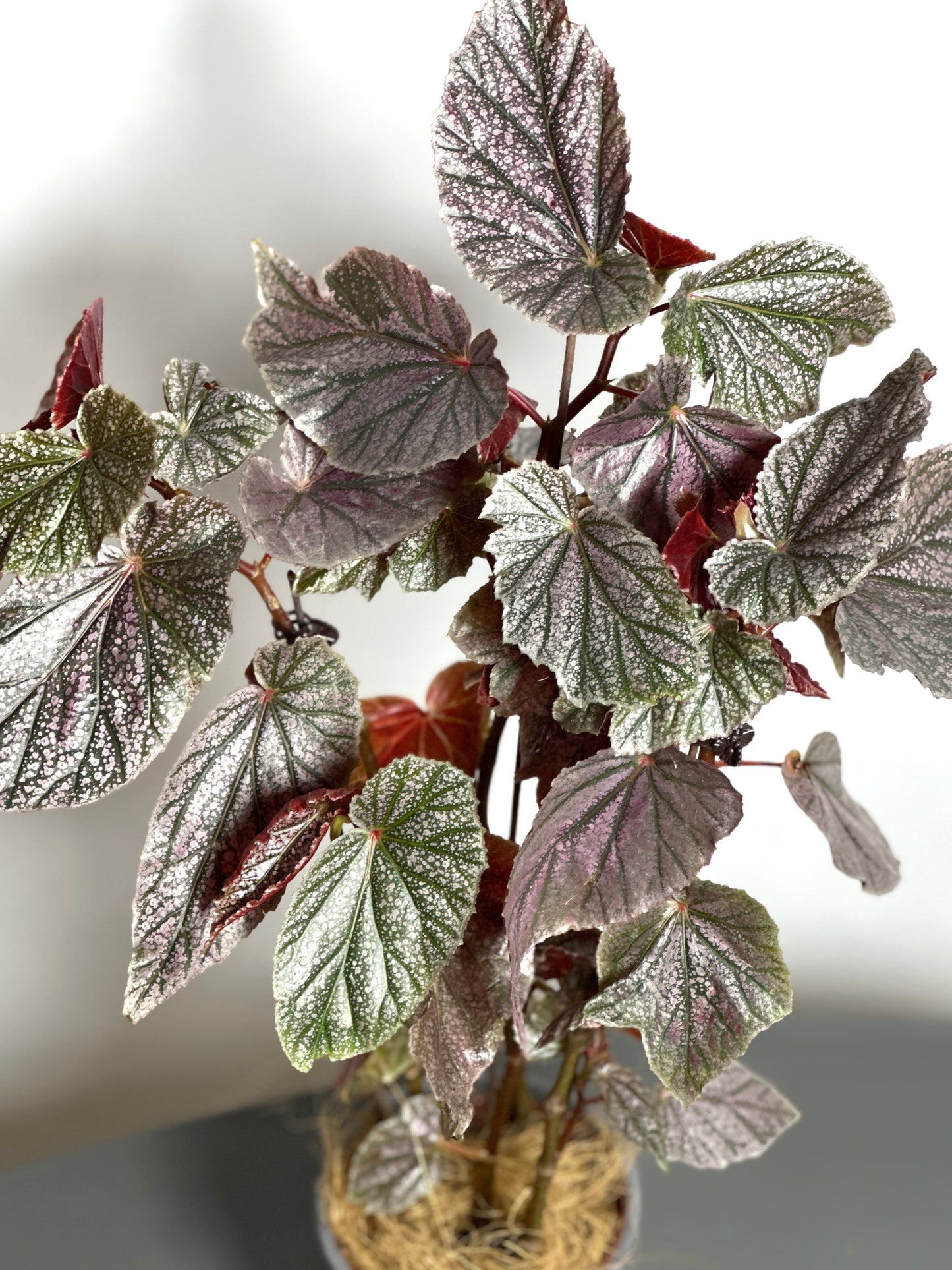 莫里斯秋海棠 | Begonia 'Maurice Amey'