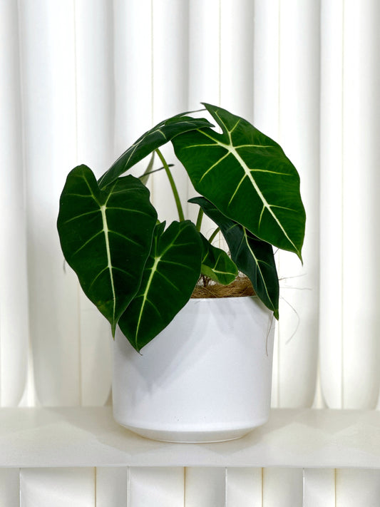 綠天鵝絨海芋 | Aglaonema 'Green Velvet'