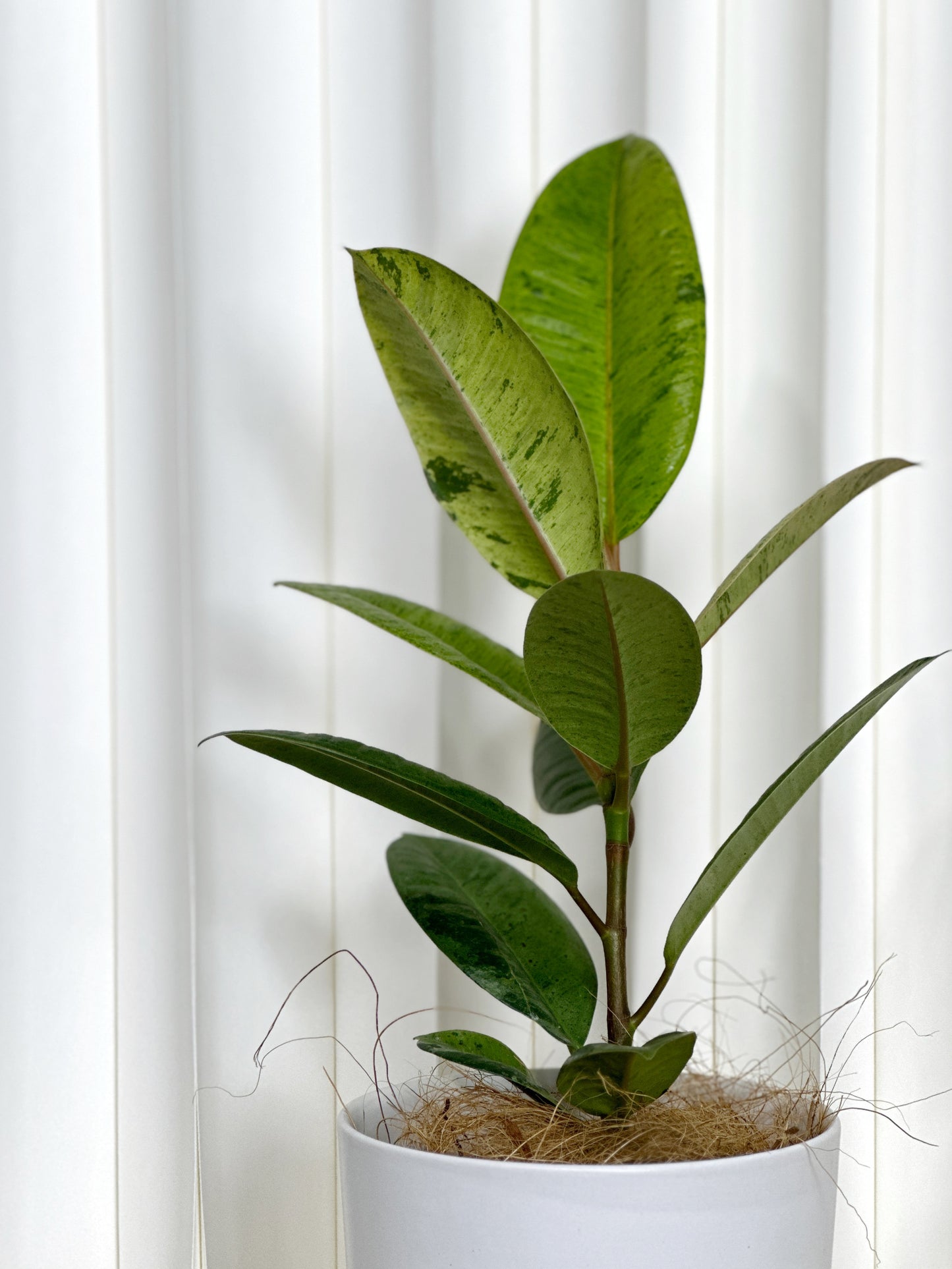 雀斑小姐橡皮樹|Ficus elastica ‘Shivereana’