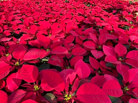 聖誕花|Poinsettia
